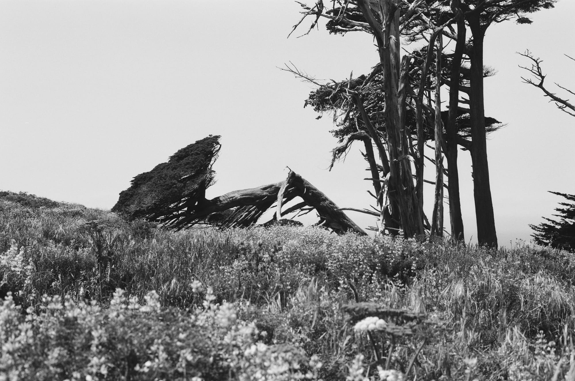 Trees and flowers on the San Francisco coastline.