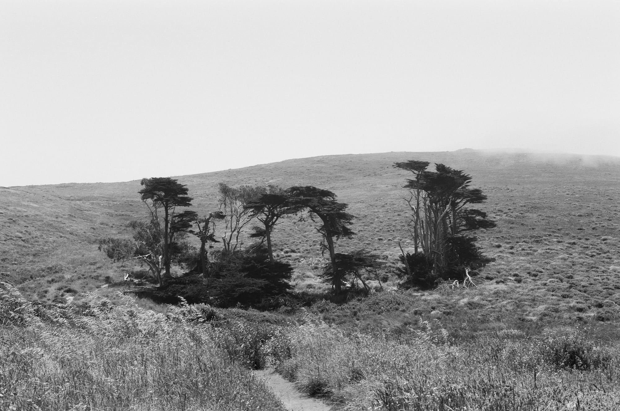 Small hillside trees along a hiking path in Point Reyes 